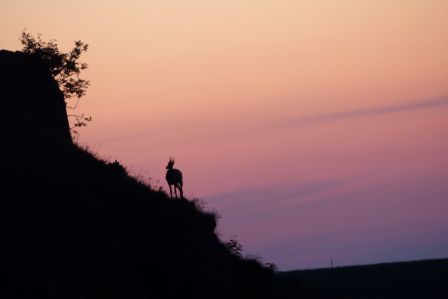 Chamois