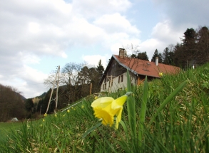 Au printemps, les jonquilles couvrent les prés et les sous-bois humides.