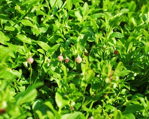 Myrtilles en fleur (brimbelles)