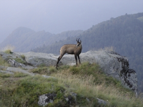 Observez les chamois