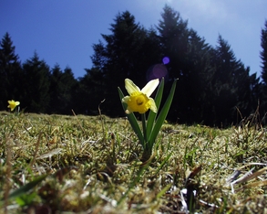 Premières jonquilles