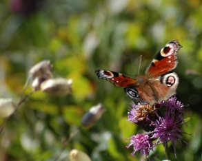 Papillon (paon du jour)