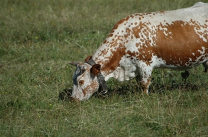 Vache Vosgienne