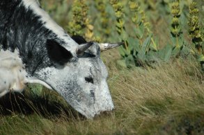 Vache Vosgienne