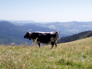 Vache Vosgienne