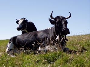 Vaches vosgiennes