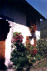 Les fleurs sur la maison